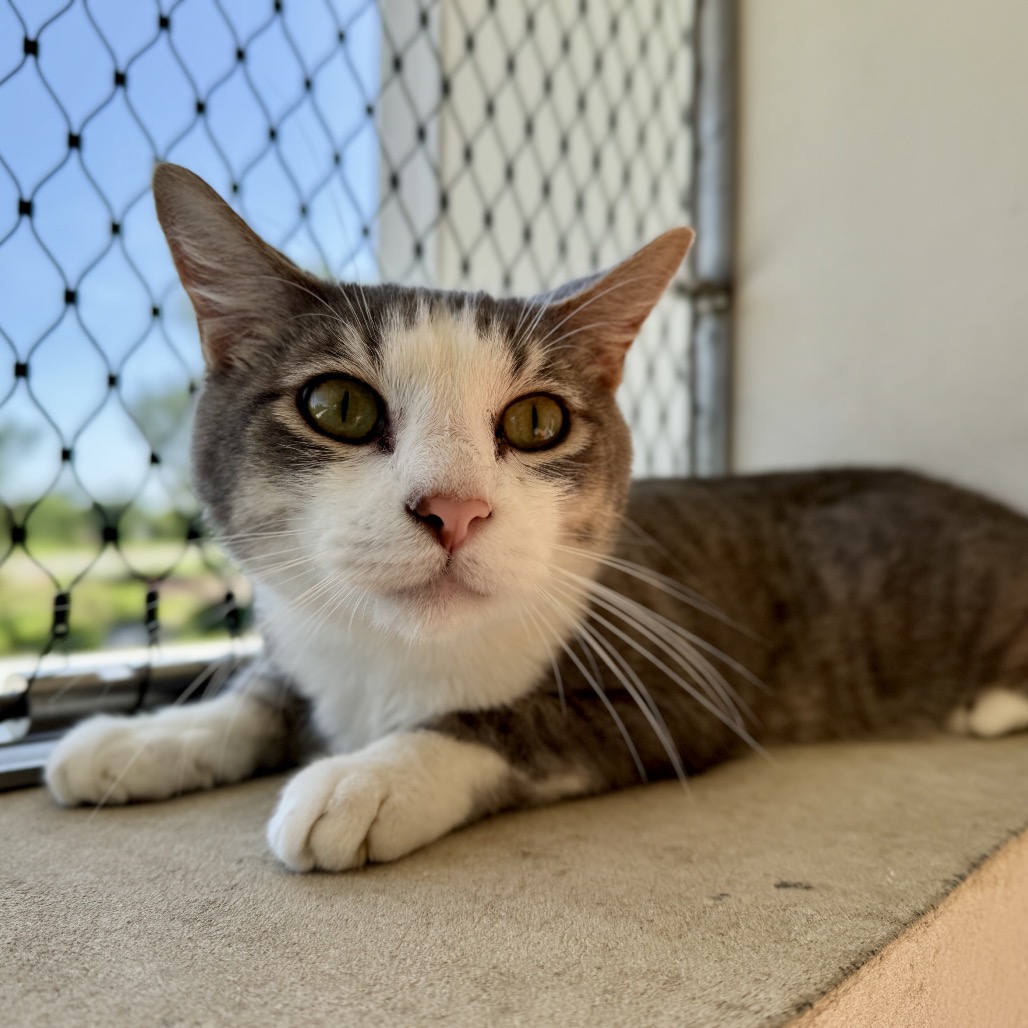 Rori - Domestic Shorthair