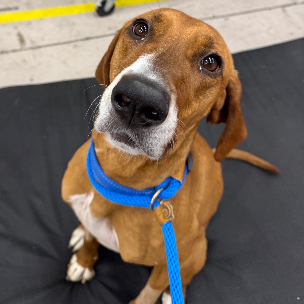 Patzy - Mixed Breed (Medium)/Hound