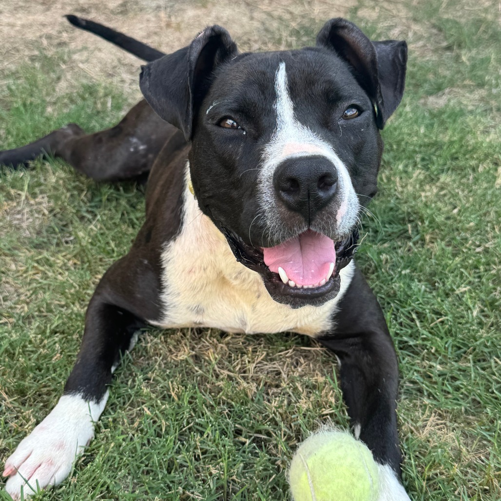 Margot - Mixed Breed (Medium)