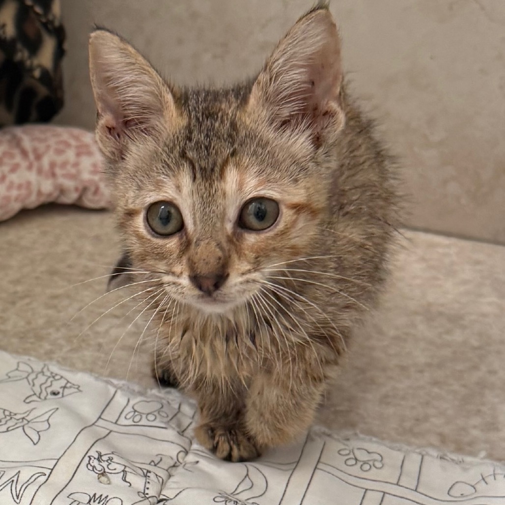 Ascot - Domestic Shorthair