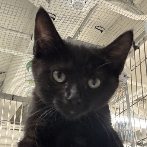 Vienne - Domestic Shorthair