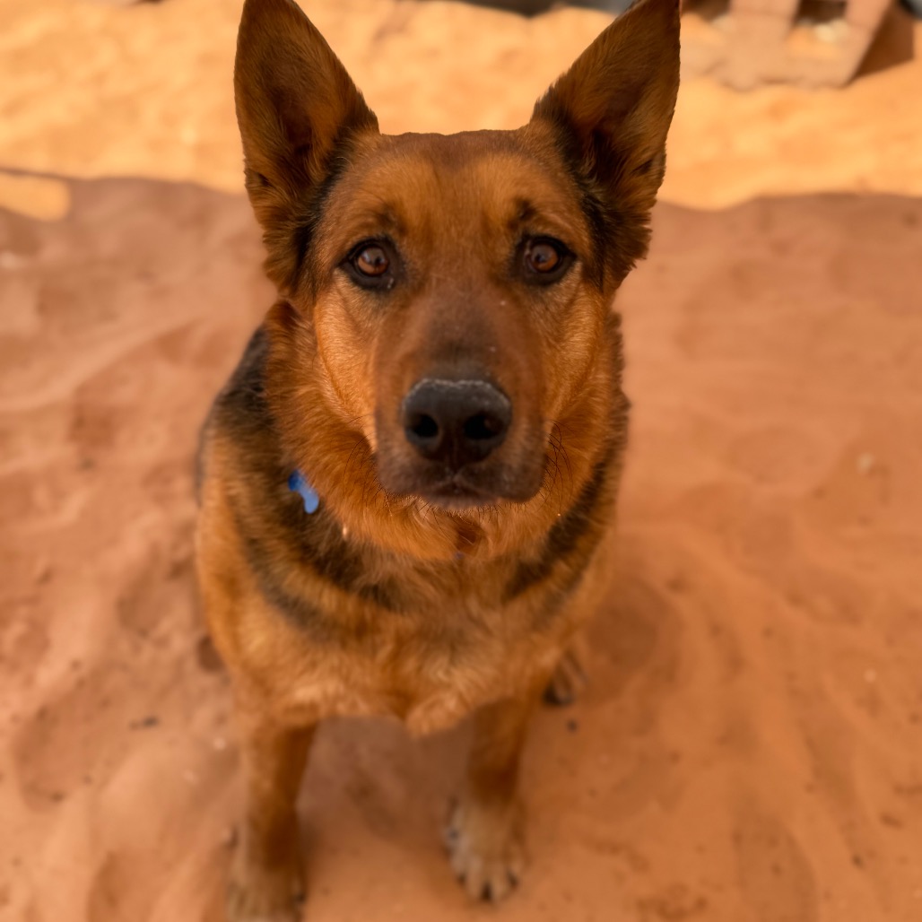 Tash - Cattle Dog