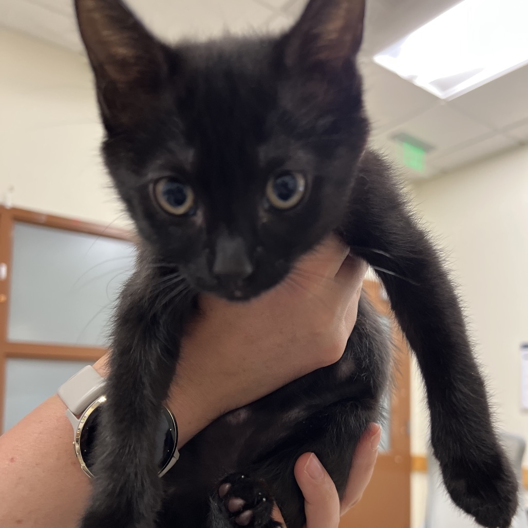 Tang - Domestic Shorthair