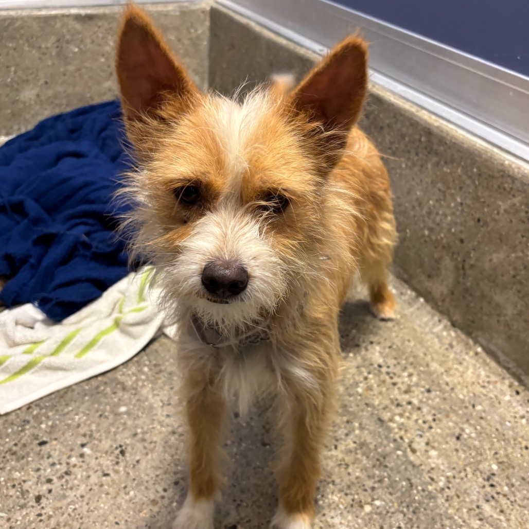 Hawk - Terrier/Mix