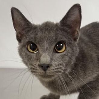 Oushi - Domestic Shorthair