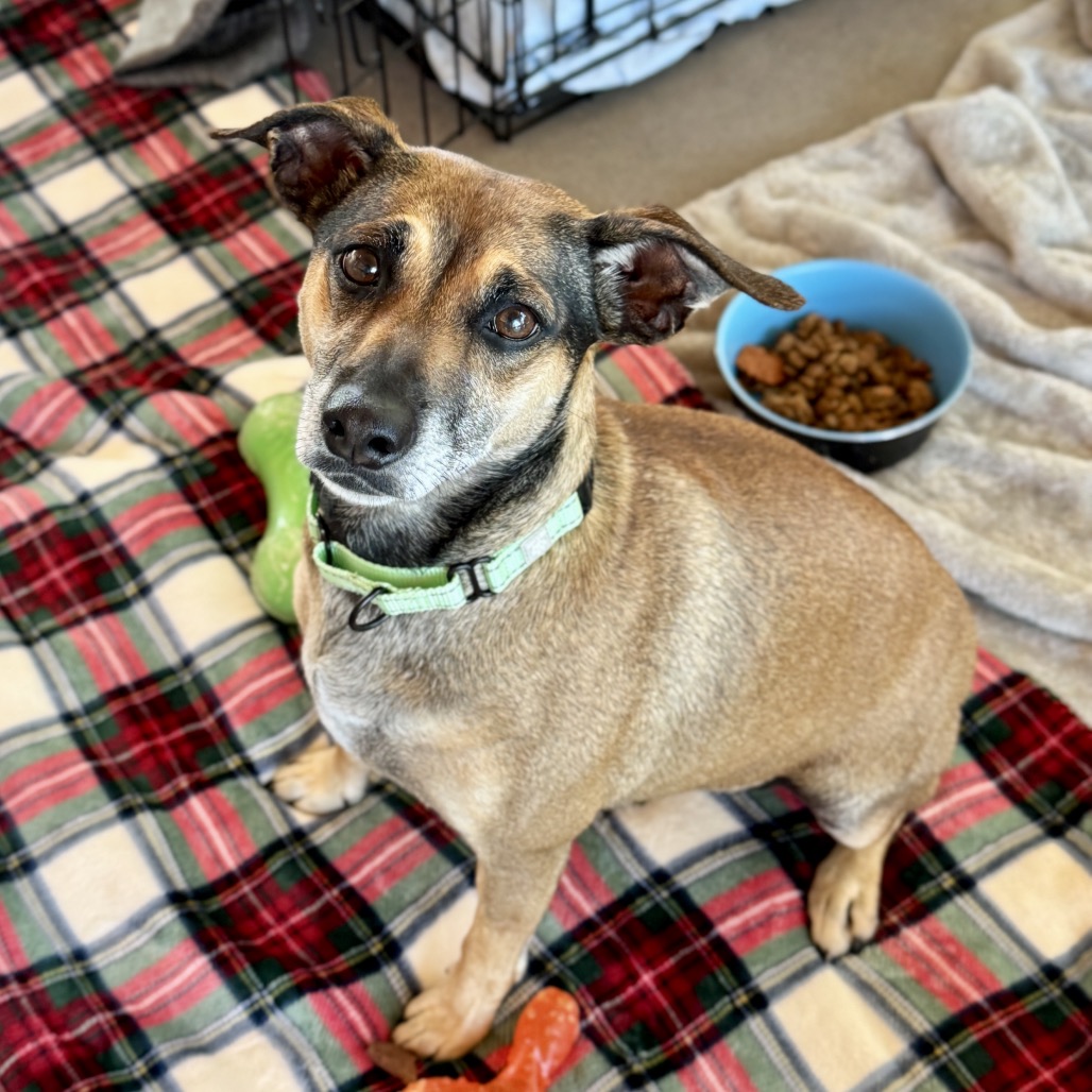 Georgie - Mountain Cur/Mix