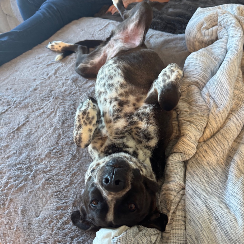 Adoptable Female Female