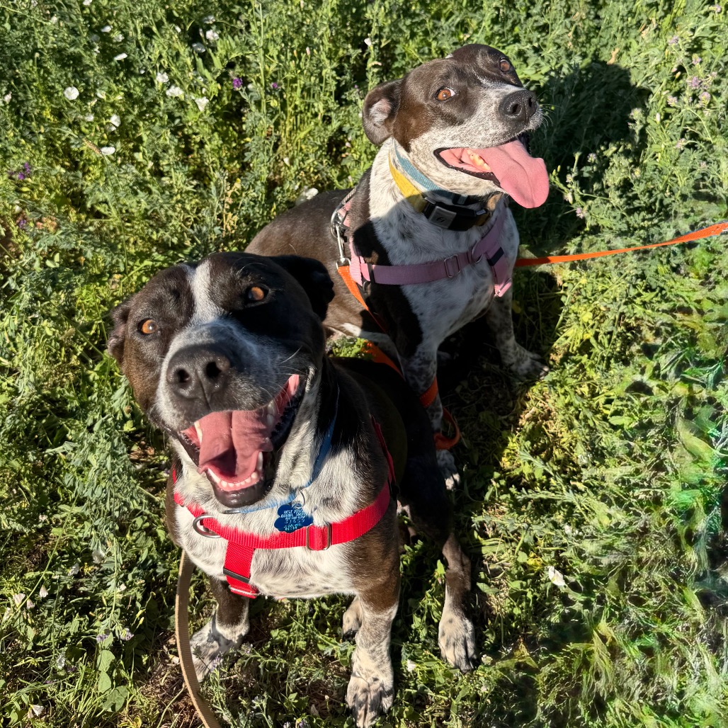 Adoptable Female Female