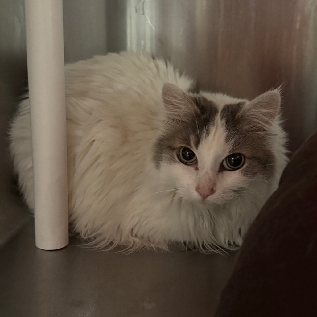 Rhylee - Domestic Longhair