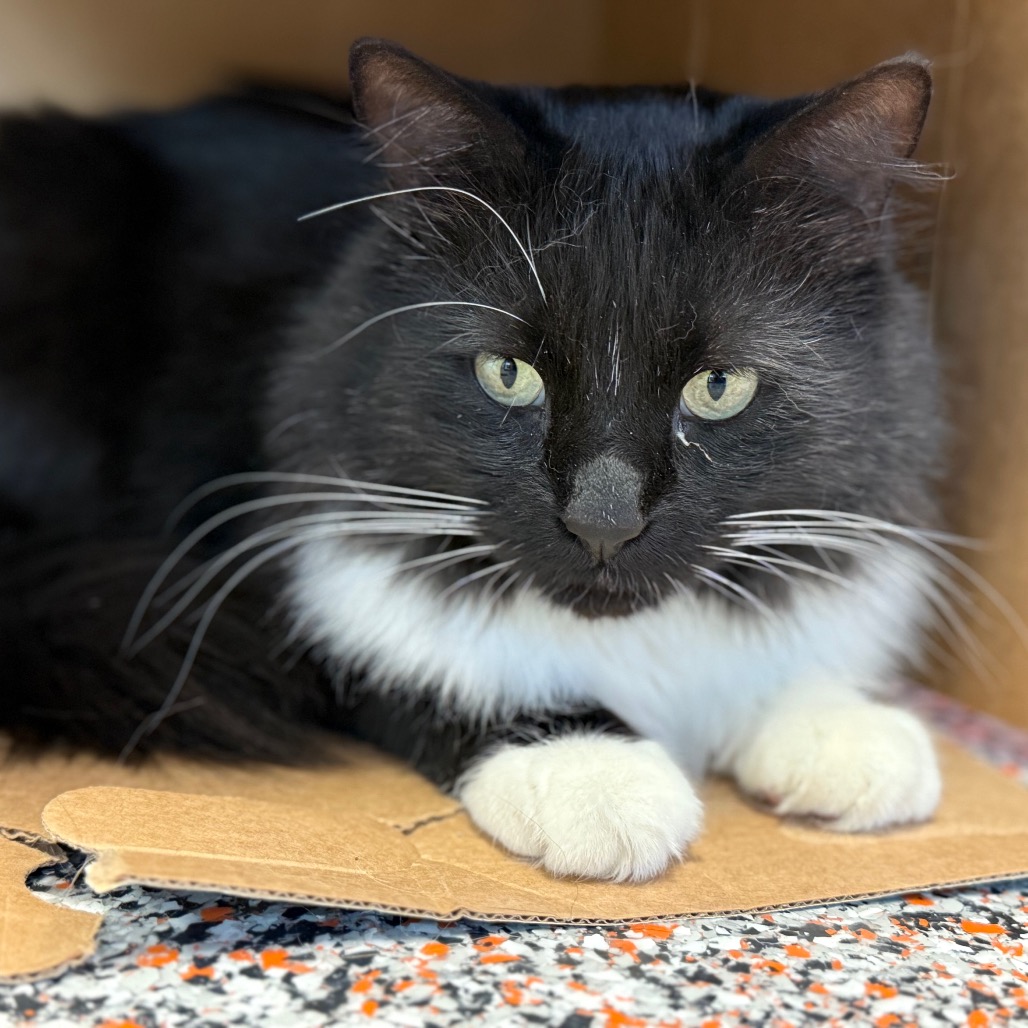 Donkey Kong - Domestic Medium Hair
