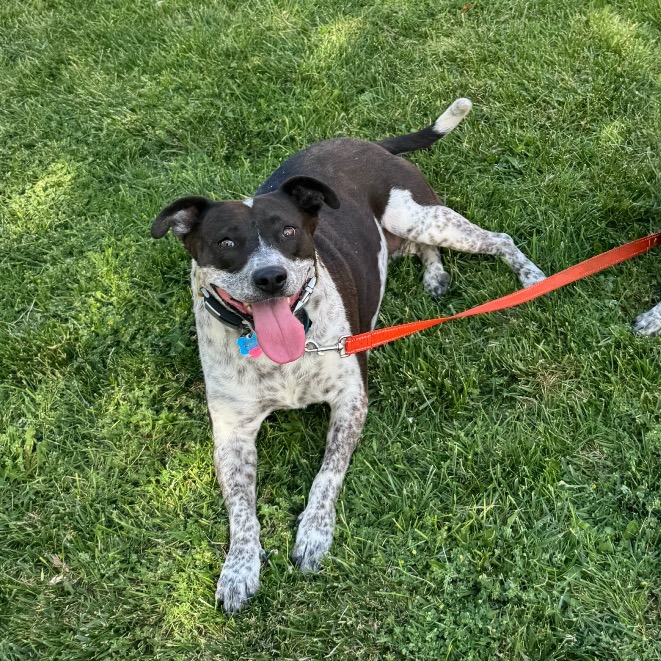 Adoptable Female Female