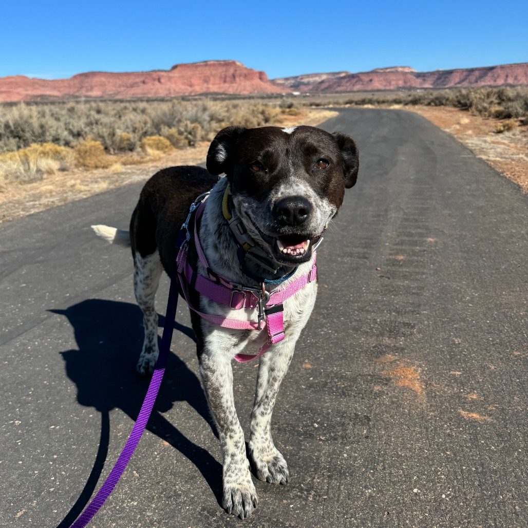 Adoptable Female Female