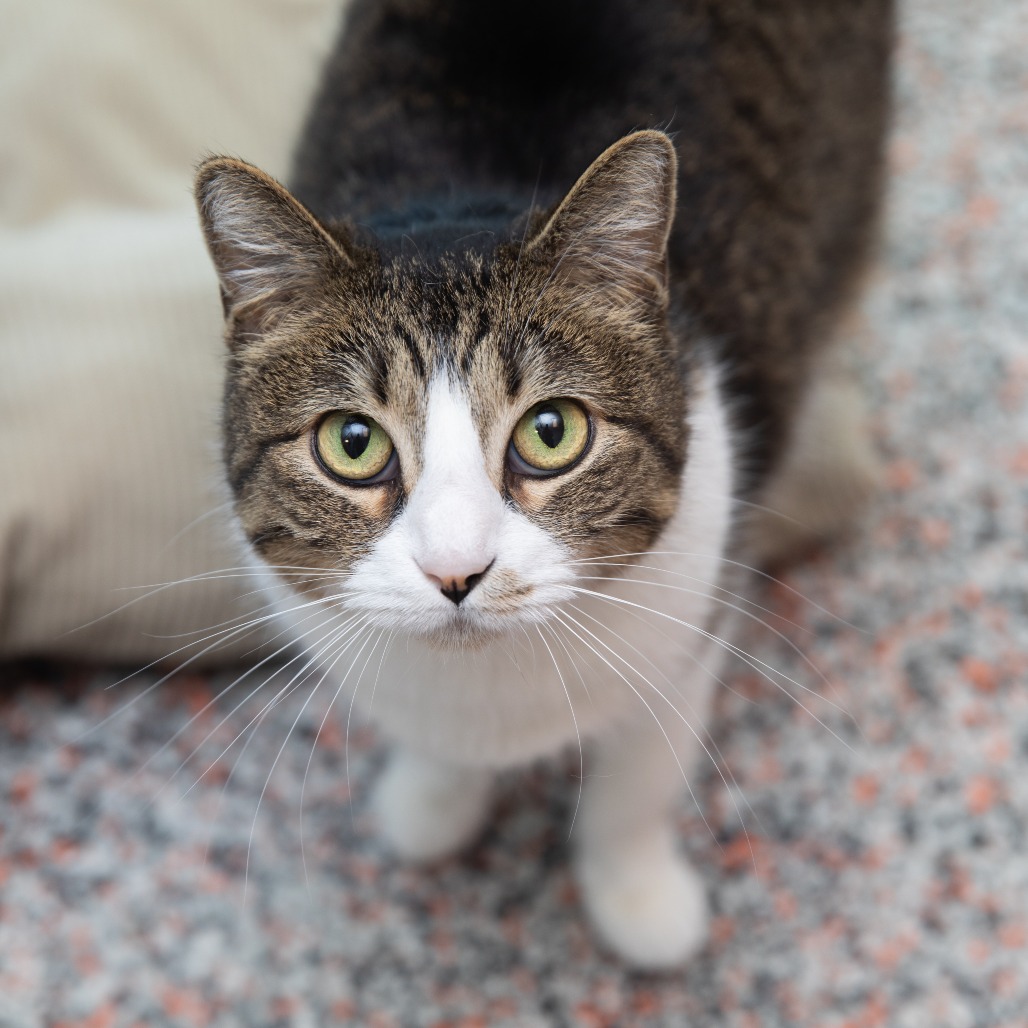 Richie - Domestic Shorthair