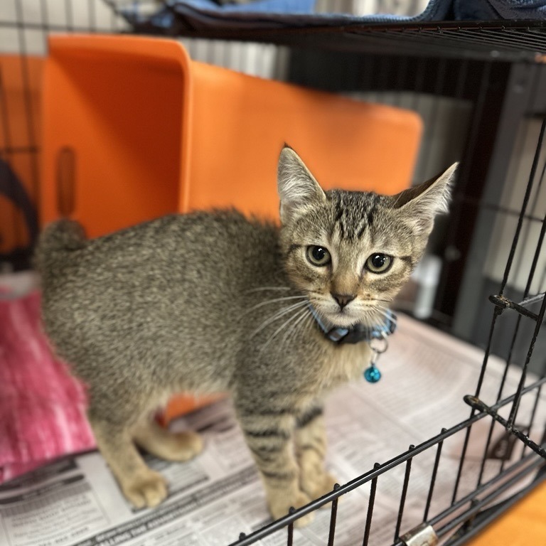 Topaz - Domestic Shorthair