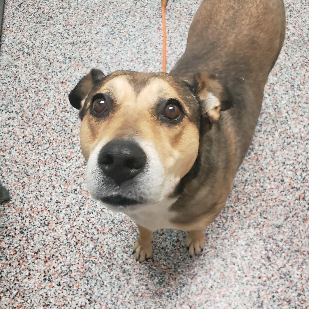 Scarlet - Shepherd/Mixed Breed (Large)