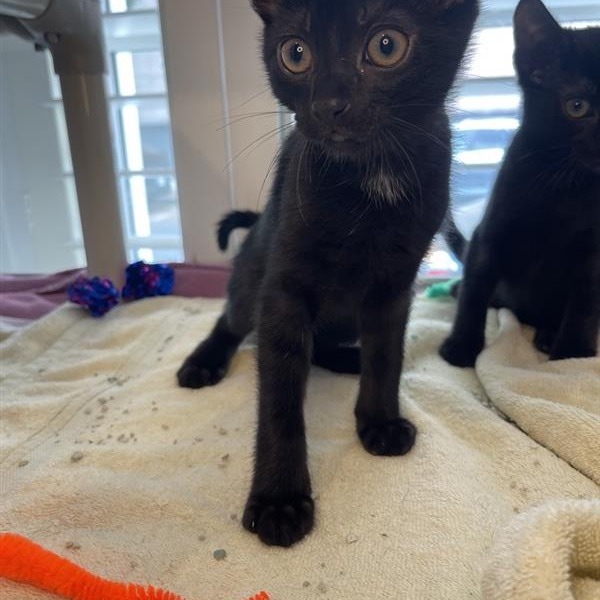 Risso - Domestic Shorthair
