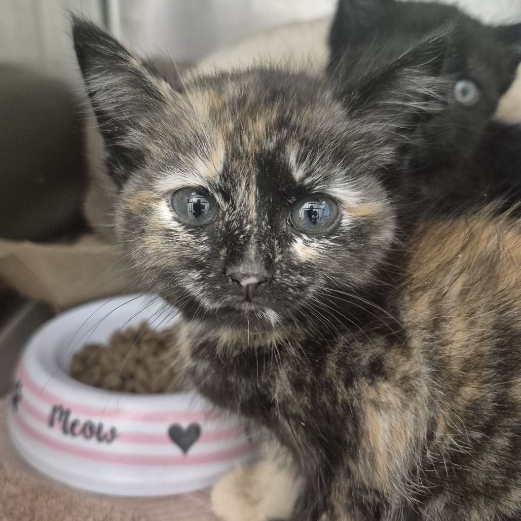 Nautilus - Domestic Shorthair/Unknown
