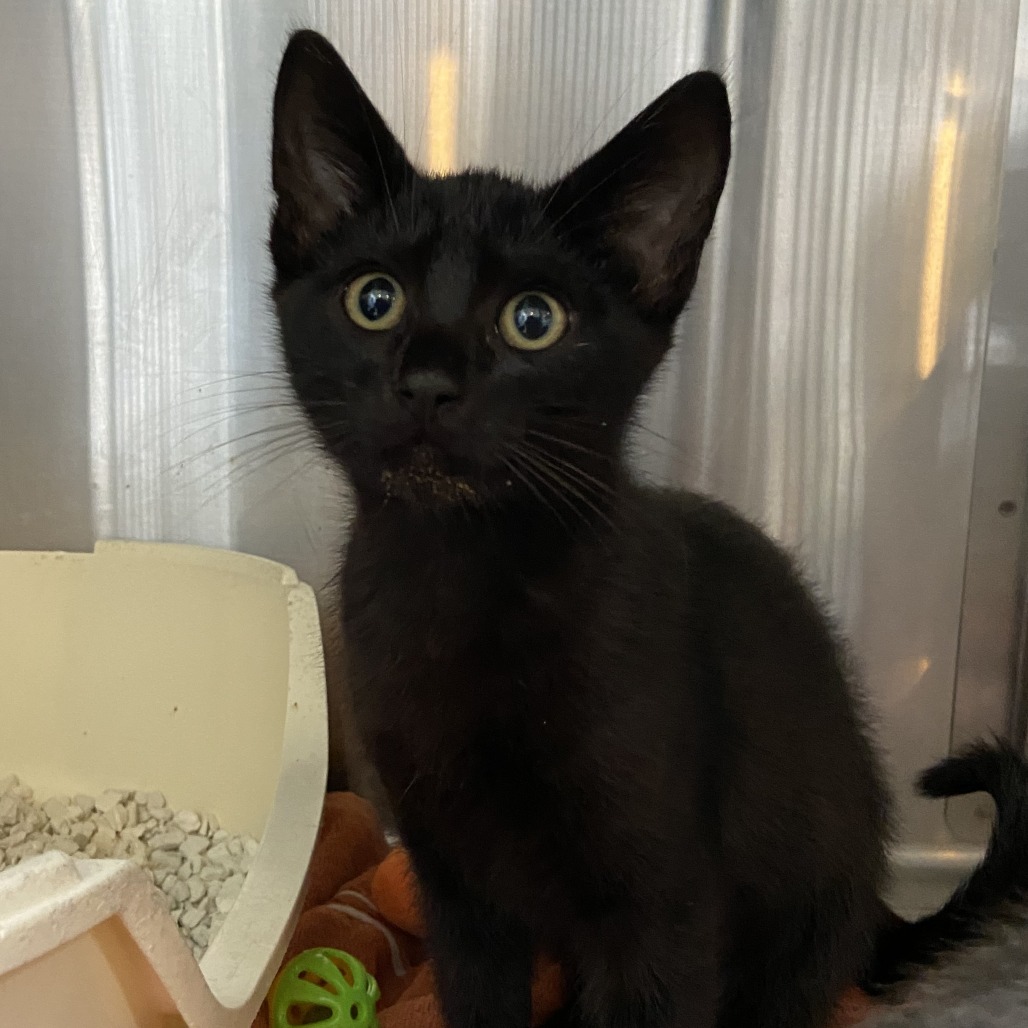 Stork - Domestic Shorthair
