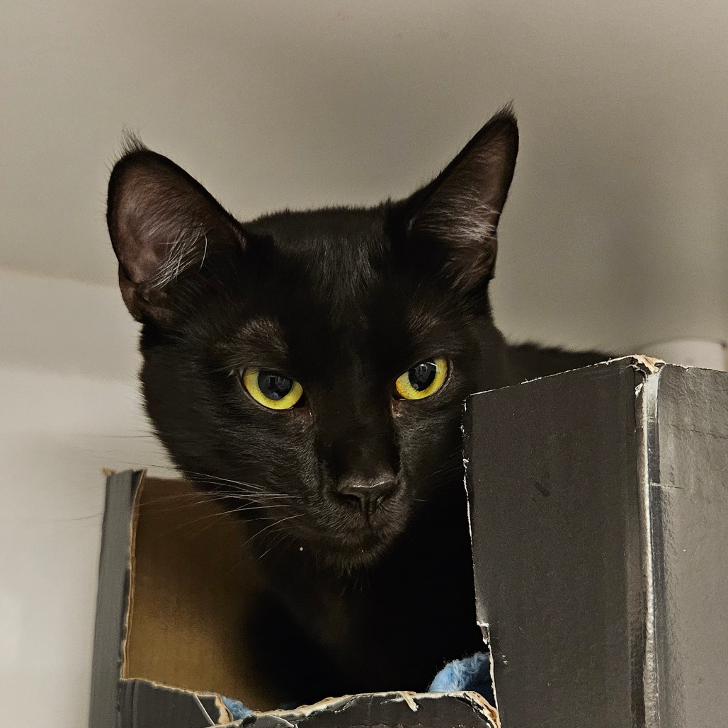 Crow - Domestic Shorthair
