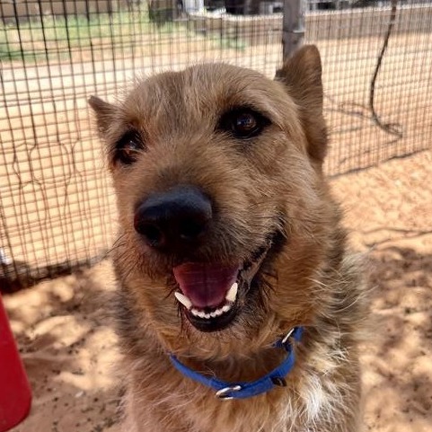 Edgar - Terrier/Mix