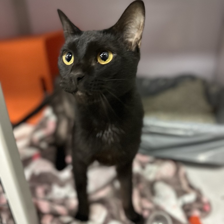 Maggie - Domestic Shorthair
