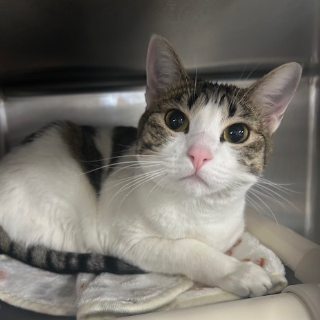 Ruth - Domestic Shorthair