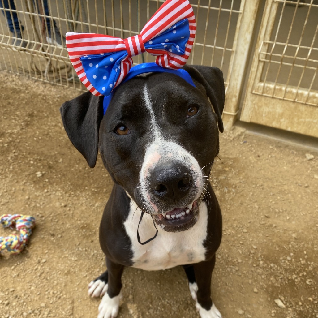 Sophie - Mixed Breed (Large)