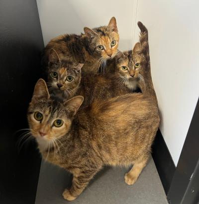 Cats taken in by Brandywine Valley SPCA from a house with 76 animals