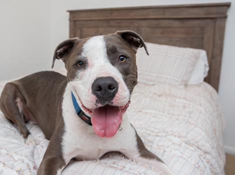 Dog-foster-adopt-Neville_LF_IMG_2674.jpg