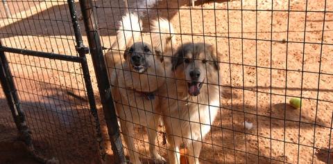 Fencing Options for Your Escape Artist