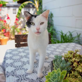 Cat on a patio