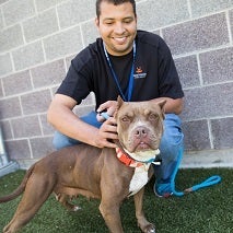 Man in dark polo shirt sitting with brown bull dog on blue leash