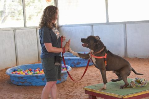 Dog trainer and pit-bull-terrier-type dog giving a high five 