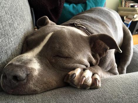 Pit-bull-dog-adoption-GarybyDianneLarson5.jpg
