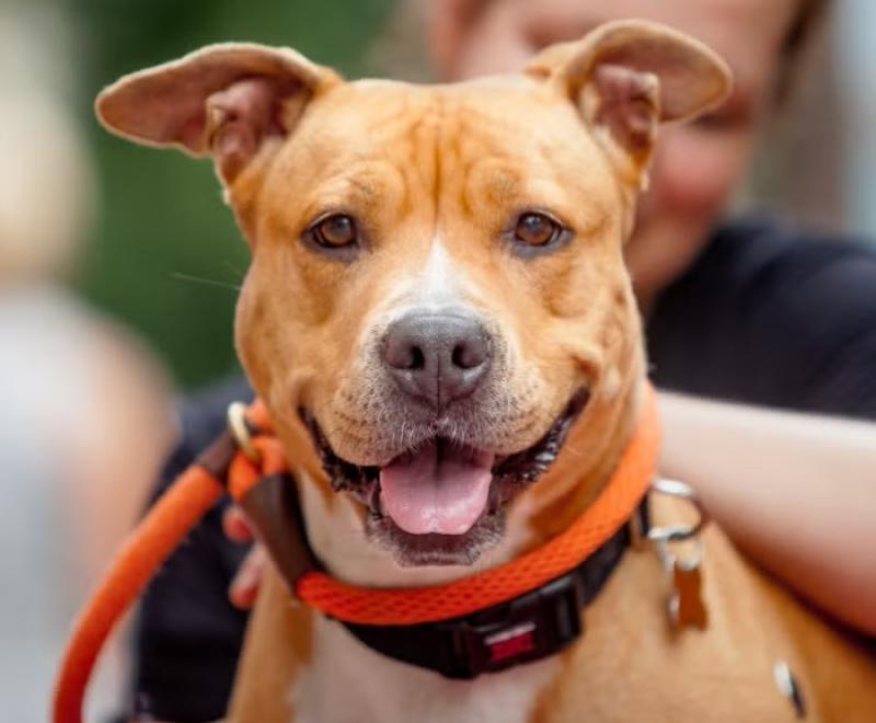 Smiling dog