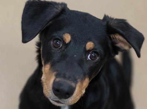Puppy-7744KB.jpg