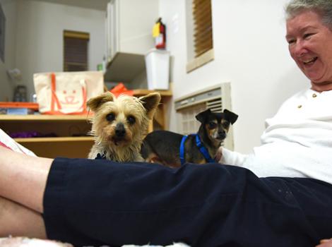 Puppy-mill-survivor-Samantha-Pepe-Adoption-Cathy-0510MW.jpg
