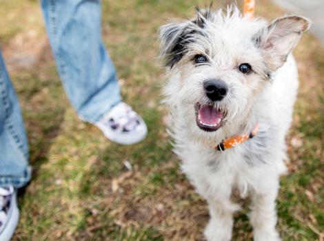 Puppy-mill-terrier-Binkie-7726sak.jpg