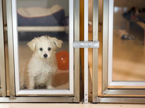 Salt-Lake-County-pet-sales-ban-3838sak.jpg