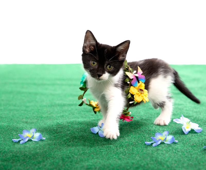 Kitten
