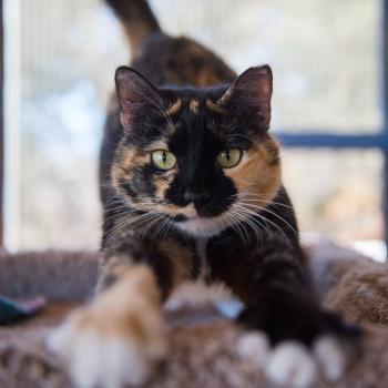 Cat stretching