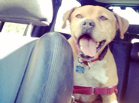 Vicktory-dog-Meryl-in-car-by-Tierney-Sain.jpg