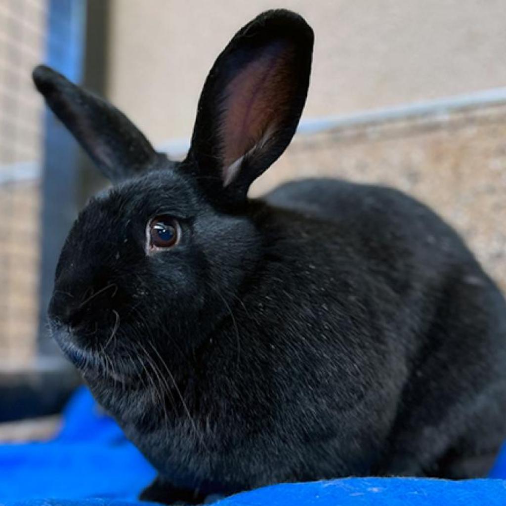 Paul Bunnyon - 