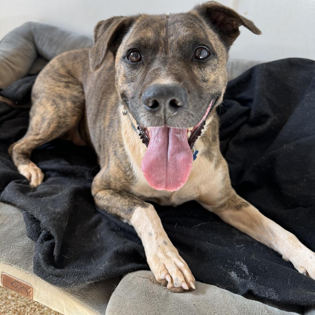 Adoptable Male Male