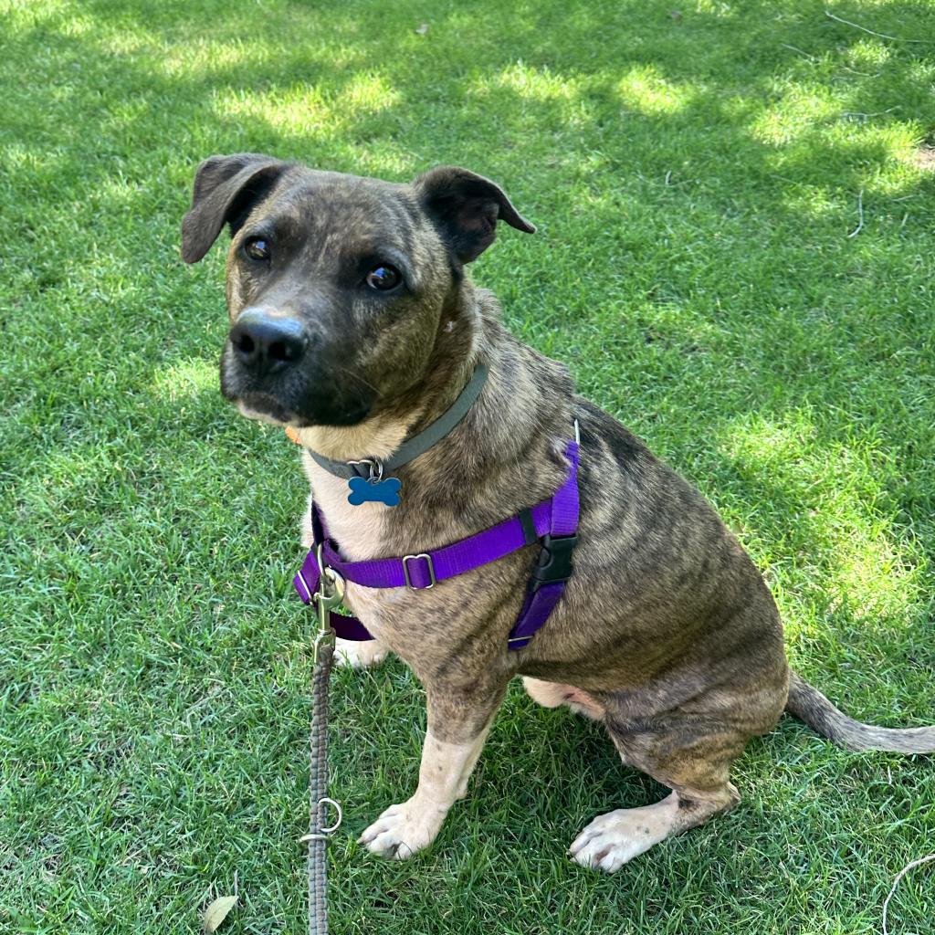 Adoptable Male Male