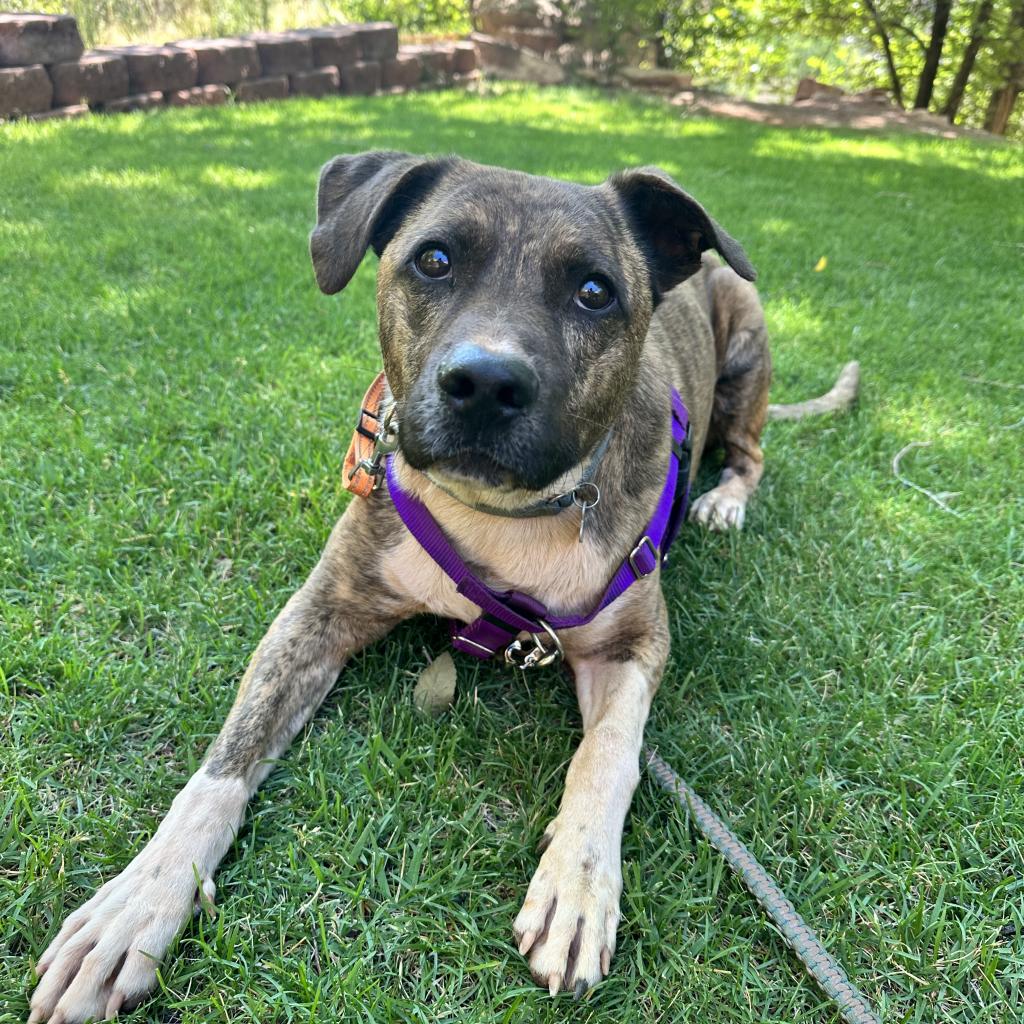 Adoptable Male Male