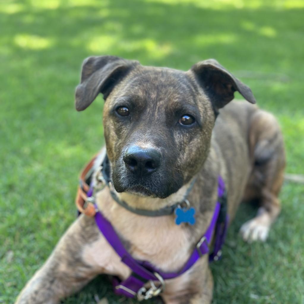 Adoptable Male Male
