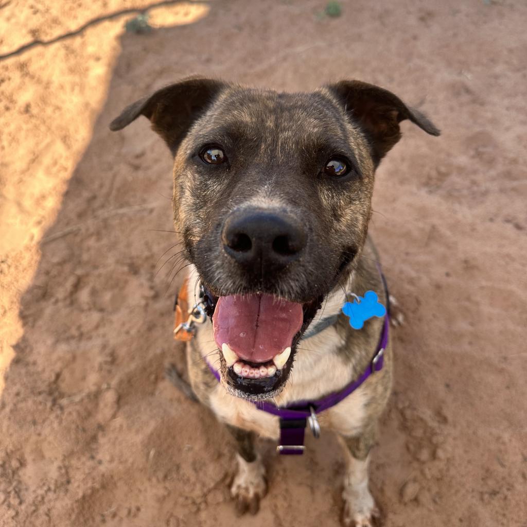 Adoptable Male Male