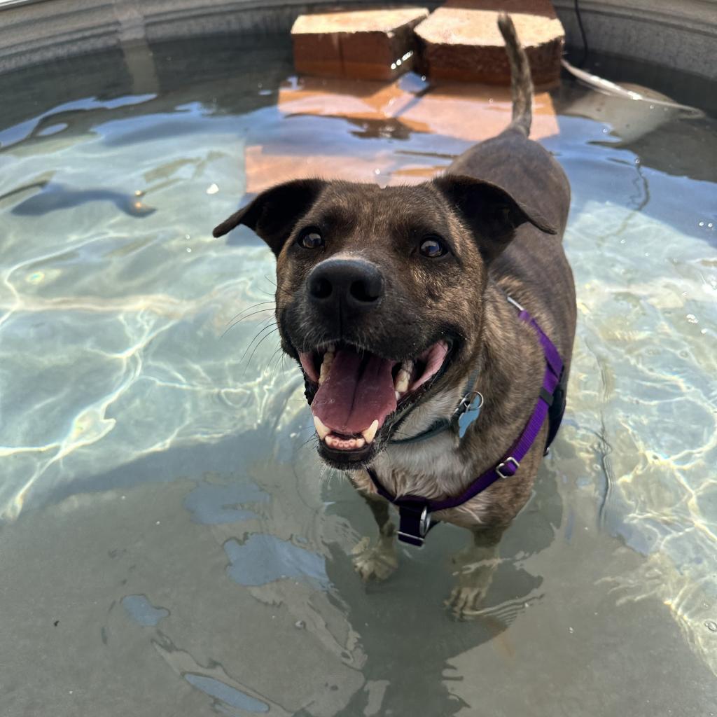 Adoptable Male Male