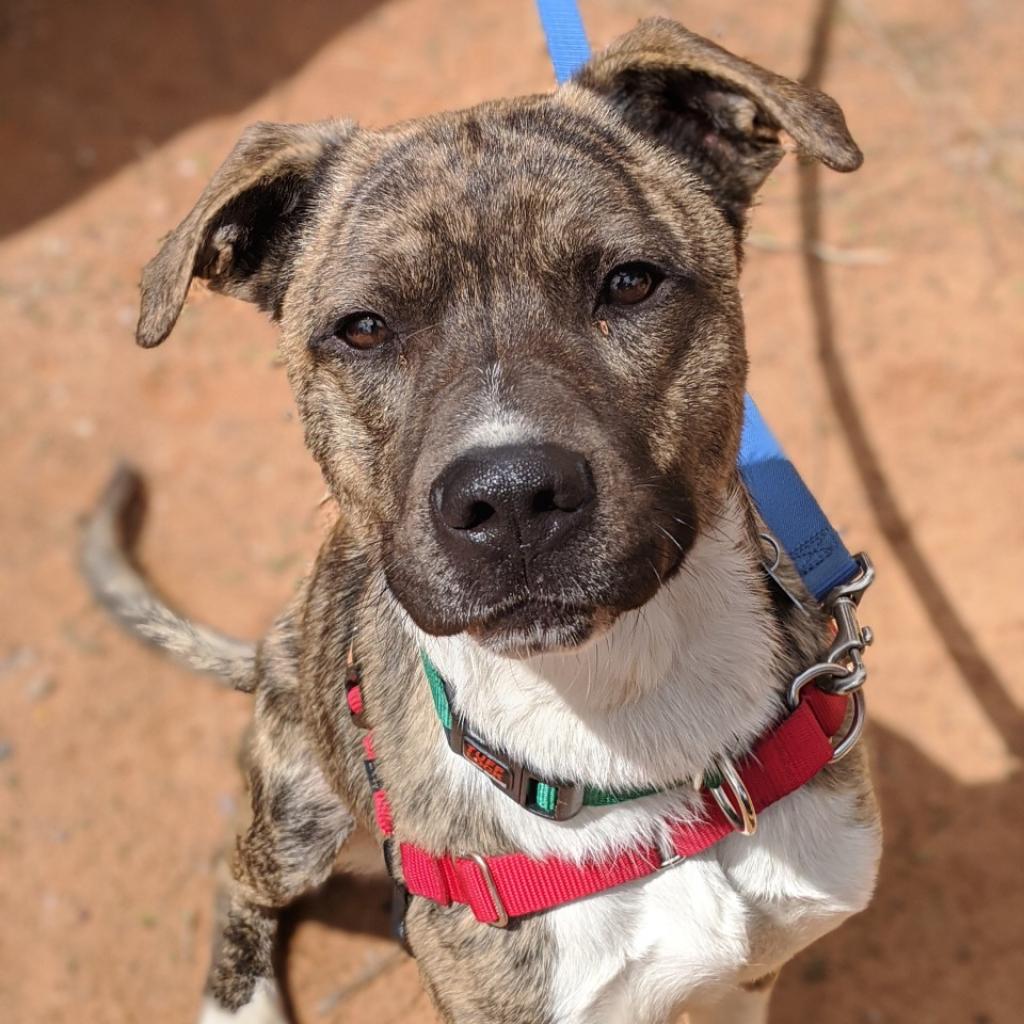 Adoptable Male Male